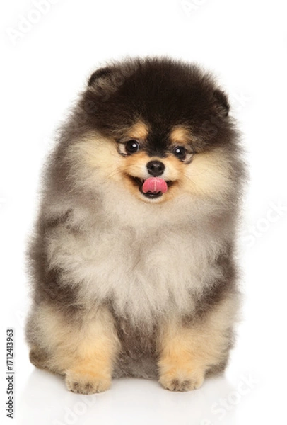 Fototapeta Cute fluffy Pomeranian puppy sitting with tongue out and looking forward