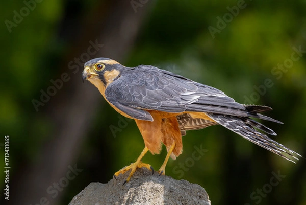 Obraz Northern Aplomado Falcon
Bird