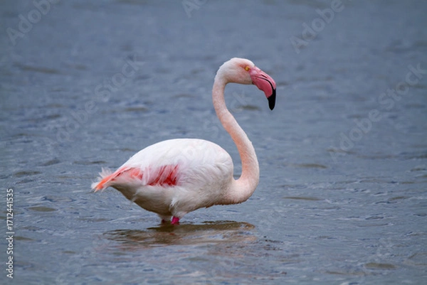 Fototapeta pink flamingo, salt marshes and ponds in Italy, nesting and migratory