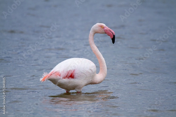 Fototapeta pink flamingo, salt marshes and ponds in Italy, nesting and migratory