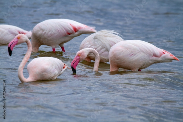 Fototapeta pink flamingo, salt marshes and ponds in Italy, nesting and migratory