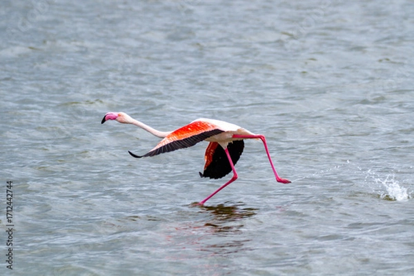 Fototapeta pink flamingo, salt marshes and ponds in Italy, nesting and migratory