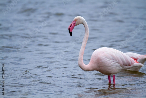Fototapeta pink flamingo, salt marshes and ponds in Italy, nesting and migratory