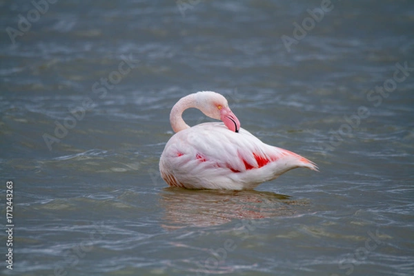 Fototapeta pink flamingo, salt marshes and ponds in Italy, nesting and migratory