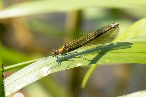 Obraz weibliche Prachtlibelle