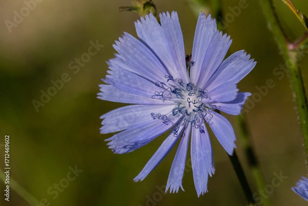 Obraz einzelne Blüte einer Wegwarte