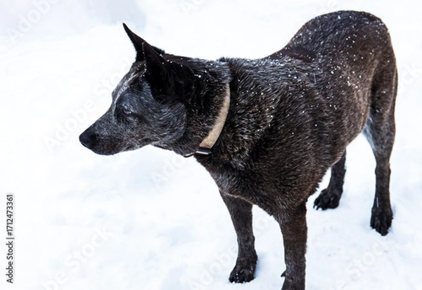 Fototapeta A beautiful blue heeler dog stands motionless on the snow packed ground with speckles of snowflakes glistening on her dark fur. Bokeh.
