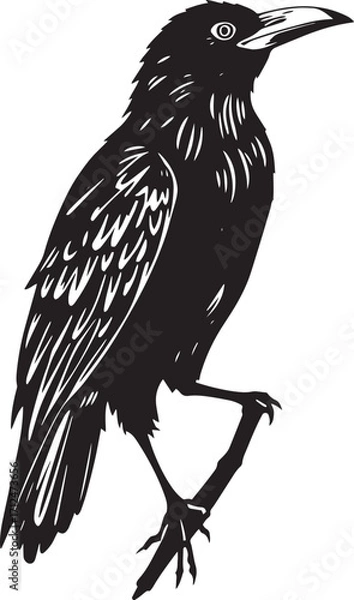 Fototapeta The Raven Bird. Hand drawn vector illustration