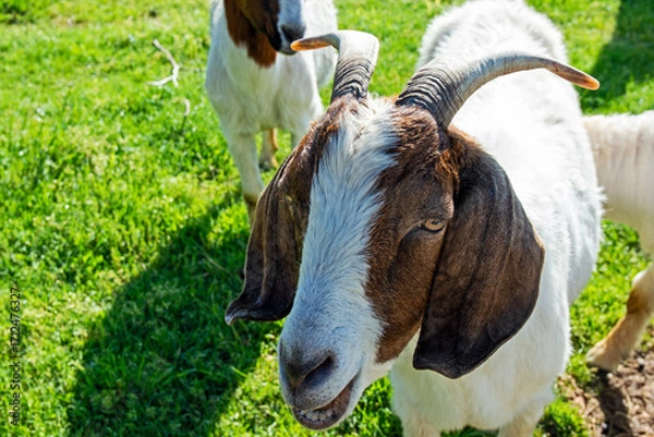 Fototapeta An up close and personal look at the detail and character of a Nubian goat face identified by her large long floppy ears and roman nose. Bokeh.