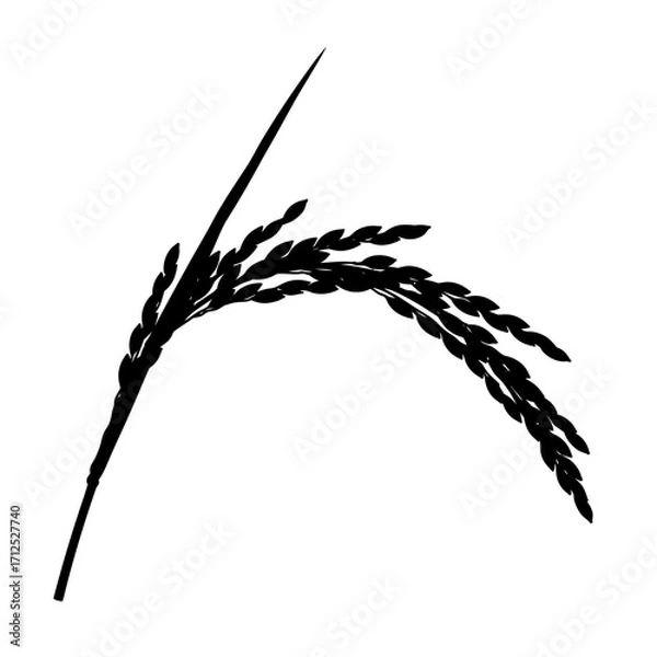Obraz Black silhouette of a rice stalk isolated on white background