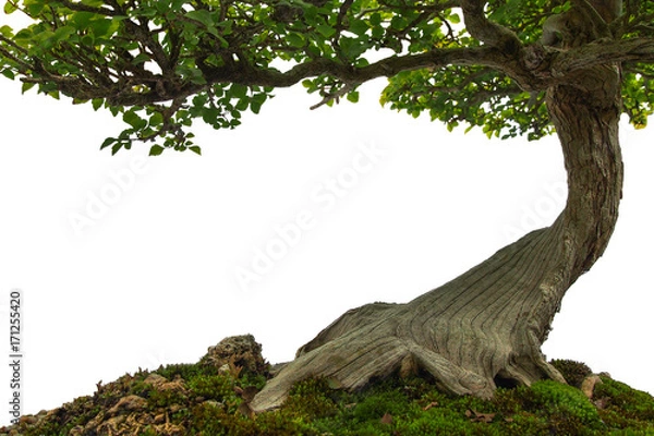 Fototapeta Drzewny bagażnik na mech zakrywającej ziemi, miniaturowy bonsai drzewo na białym tle.