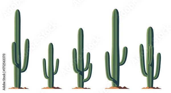 Fototapeta A collection of five tall green saguaro cacti standing in the desert.