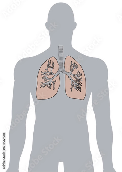 Fototapeta 人体の肺・気管支・呼吸器