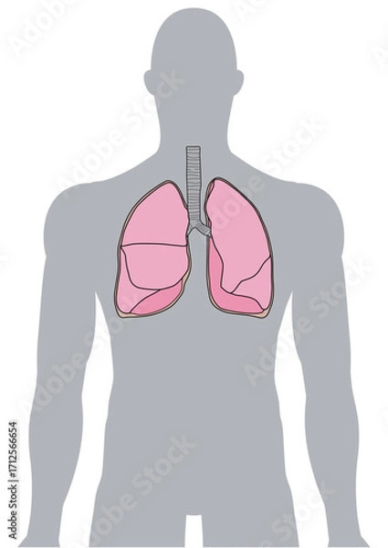 Fototapeta 人体の肺・気管支・呼吸器