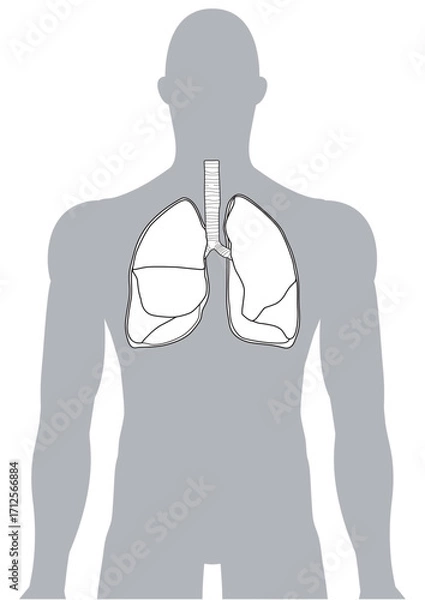 Fototapeta 人体の肺・気管支・呼吸器