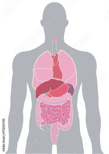 Fototapeta 人体の内臓