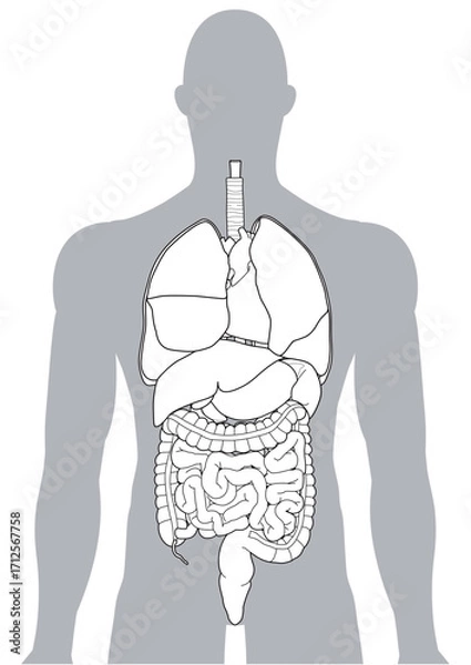 Fototapeta 人体の内臓