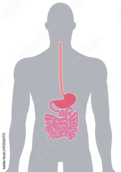 Fototapeta 人体の消化器官