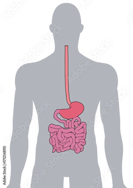 Fototapeta 人体の消化器官