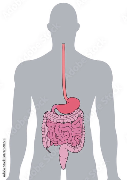 Fototapeta 人体の消化器官