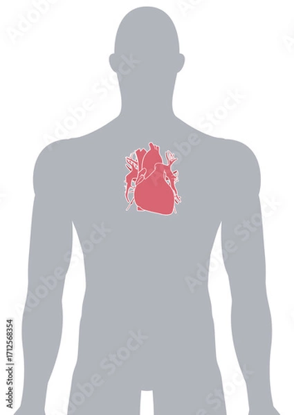 Fototapeta 人体の心臓