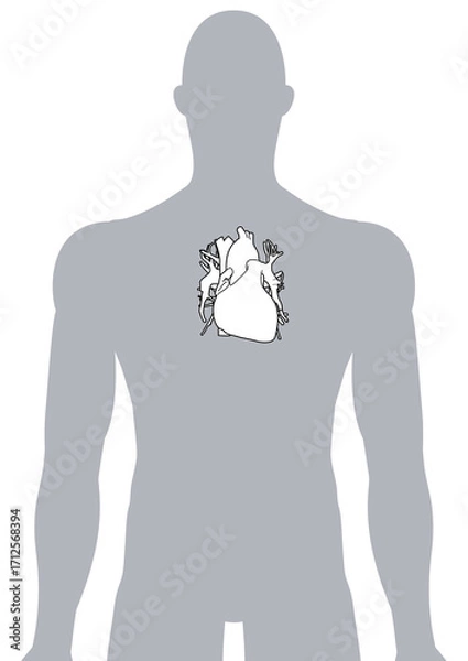 Fototapeta 人体の心臓