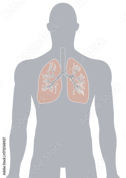 Fototapeta 人体の肺・気管支・呼吸器