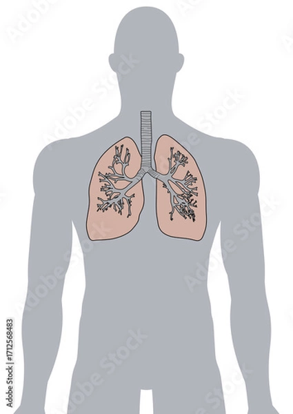 Fototapeta 人体の肺・気管支・呼吸器