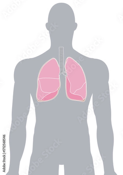 Fototapeta 人体の肺・気管支・呼吸器
