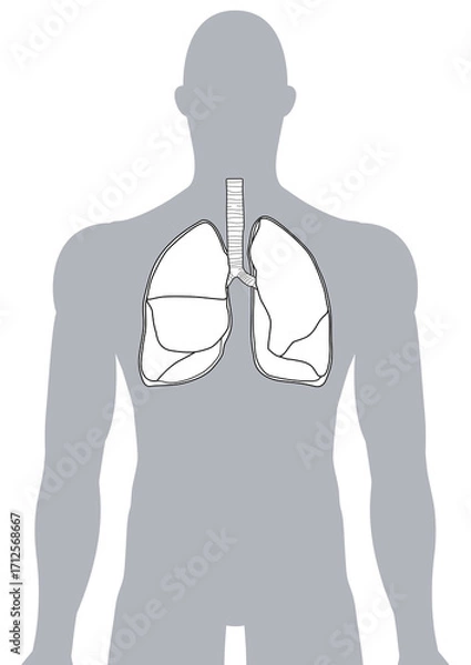 Fototapeta 人体の肺・気管支・呼吸器