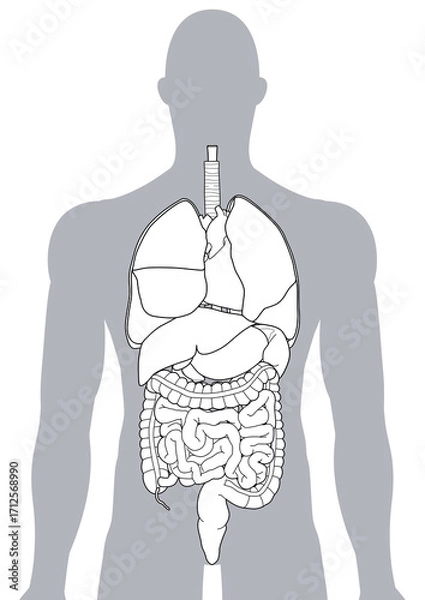 Fototapeta 人体の内臓