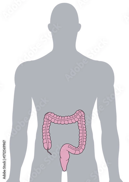 Fototapeta 人体の大腸