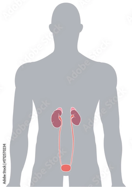 Fototapeta 人体の腎臓