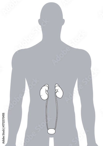 Fototapeta 人体の腎臓