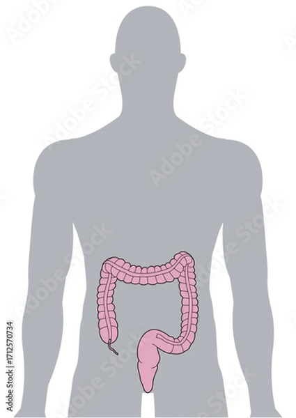 Fototapeta 人体の大腸