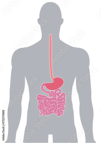 Fototapeta 人体の消化器官