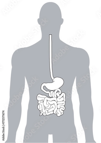 Fototapeta 人体の消化器官