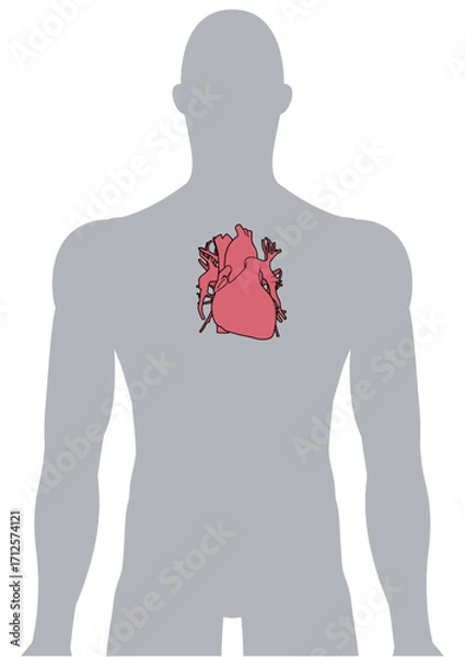 Fototapeta 人体の心臓