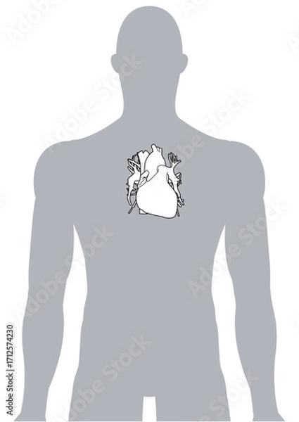 Fototapeta 人体の心臓