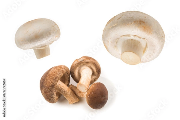 Obraz Shitake mushroom isolated on white.