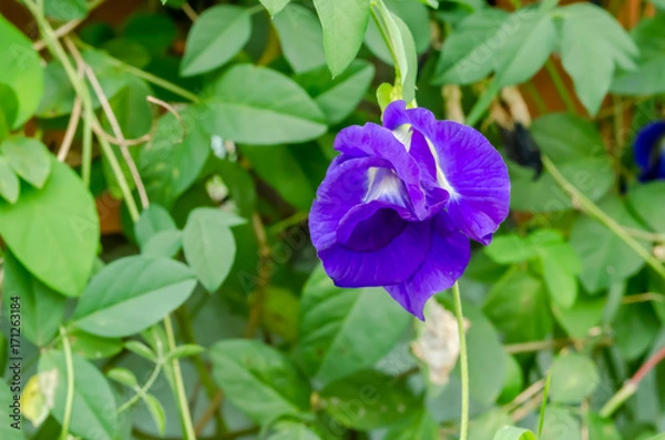 Fototapeta Pea flowers