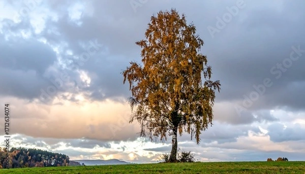 Fototapeta Solitary Birch Tree Autumn Landscape.
