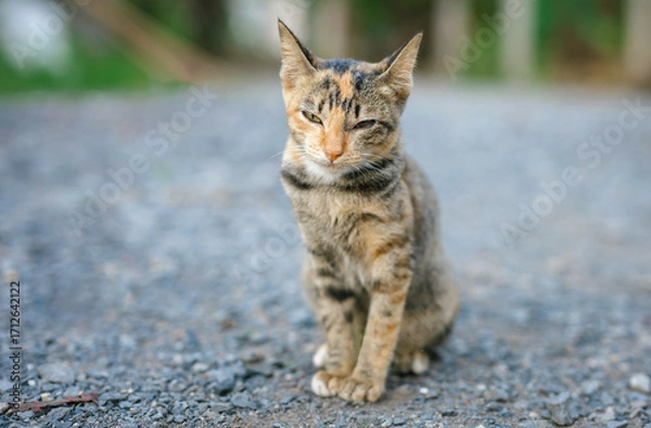 Obraz cat is sitting on  rocky surface, looking away from  camera