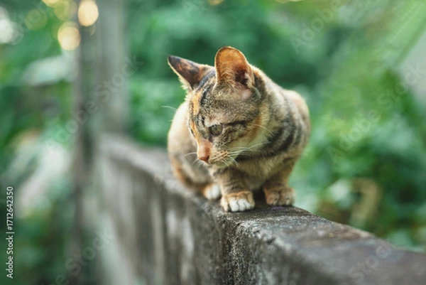 Fototapeta cat is sitting on  wall, looking at  camera