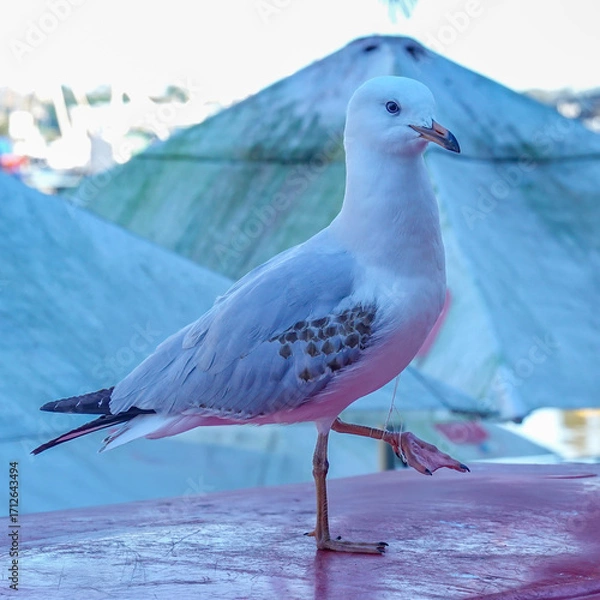 Fototapeta Seagull entangled on string