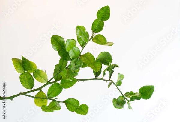 Fototapeta Branches of the Bergamot tree On a white background, no shadows