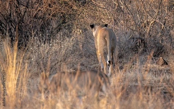 Obraz Lioness walking through the savannah at the Samburu national park in Kenya