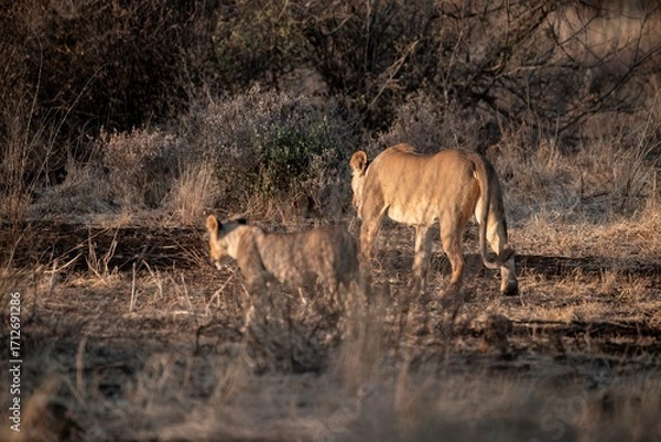 Obraz Lioness walking through the savannah at the Samburu national park in Kenya