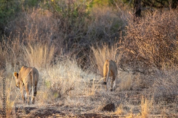 Obraz Lioness walking through the savannah at the Samburu national park in Kenya
