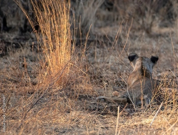 Obraz Lion cub resting in the savannah at Samburu national park in Kenya